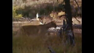 Epic puma takedown